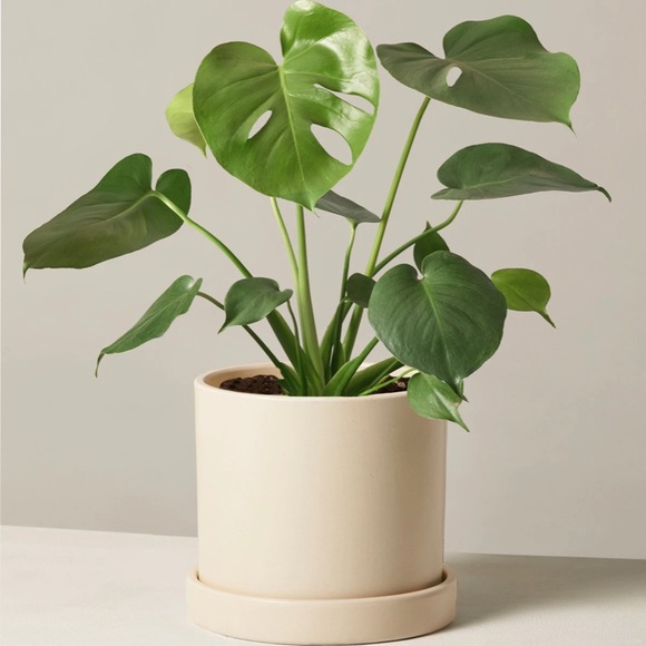 Meet your Posher, Nicole - Picture 1 of 1